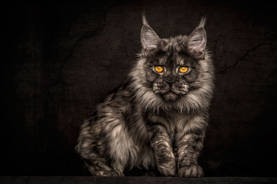 black-gray-maine-coon-cat.jpg