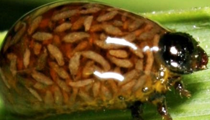 Larvae Bug