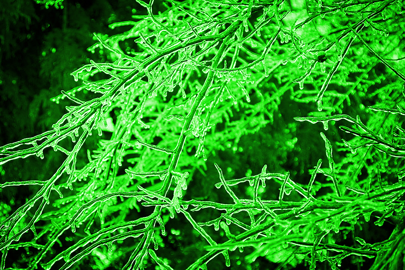 slime forest.jpg