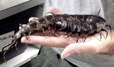 giant_centipede.jpg