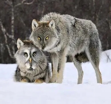 Owlwolves