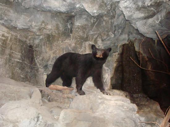 Black Bear.jpg