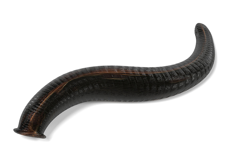giant leech.jpg