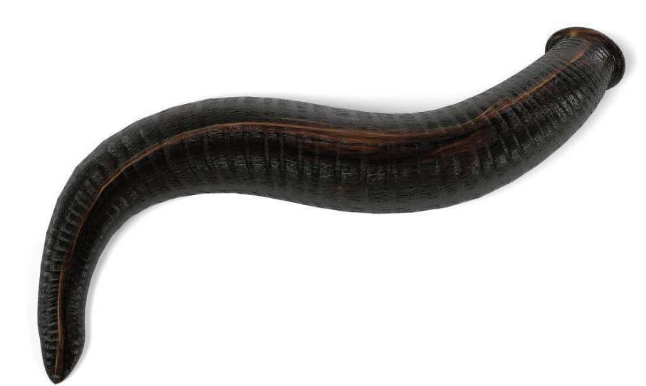 giant leech.jpg