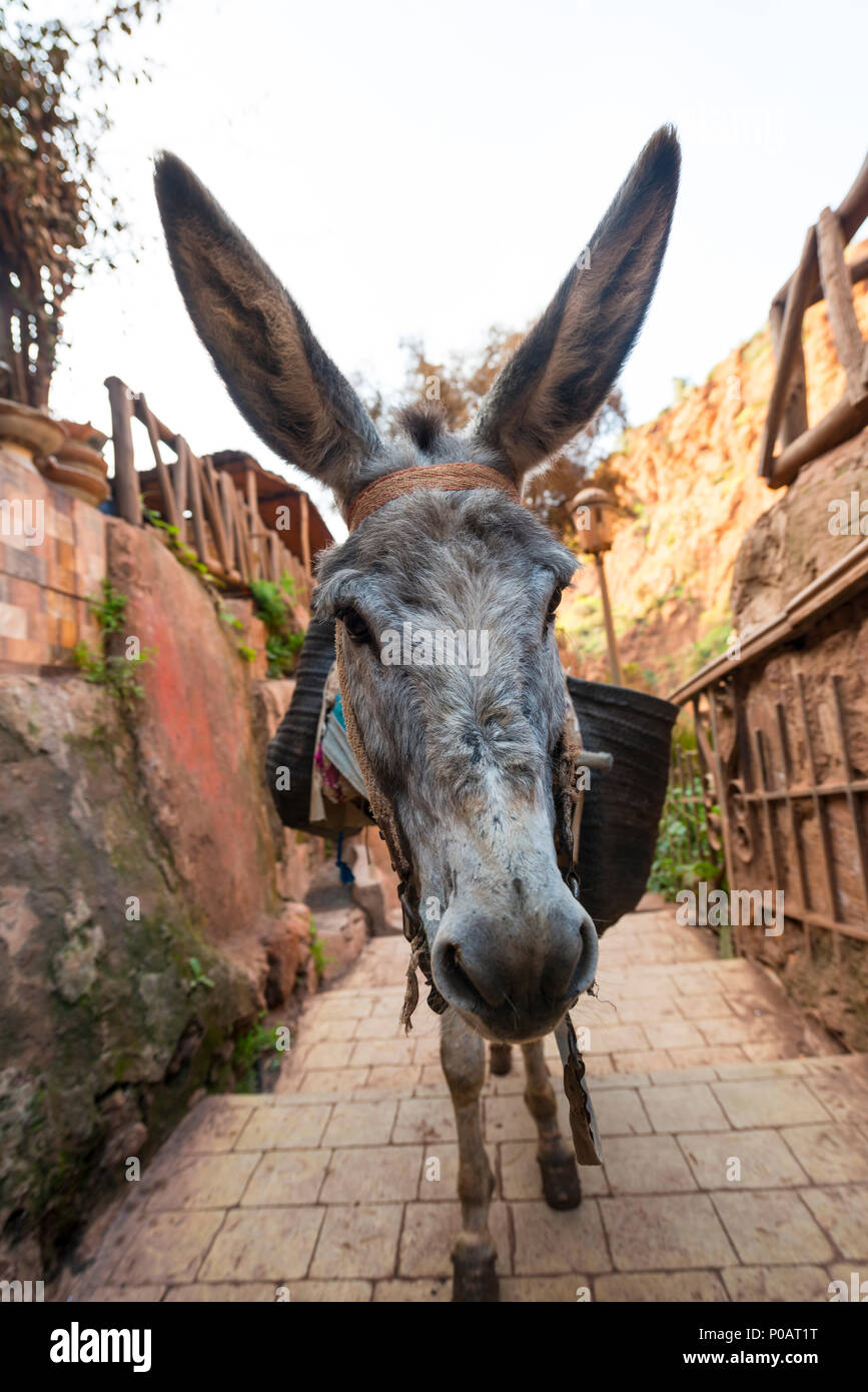 donkey-with-long-ears-in-an-alley-morocco-P0AT1T.jpg