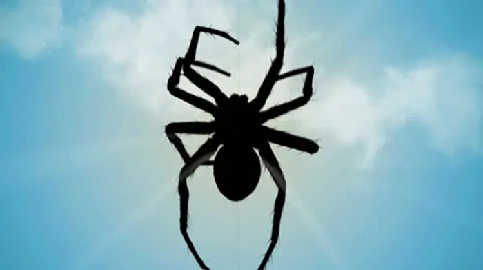spider.jpg