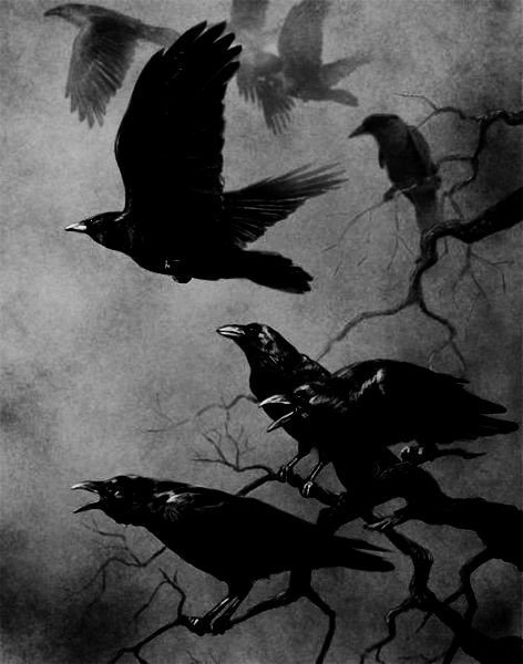 ravens.jpg