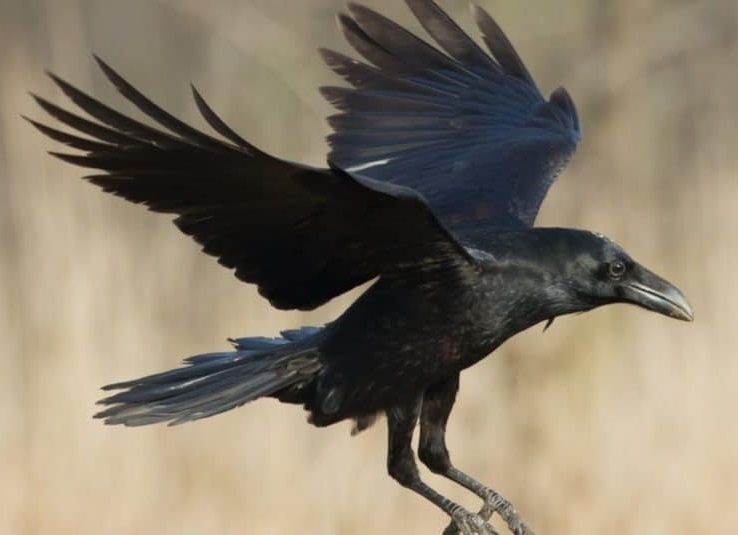 Common-Raven-flying.jpg