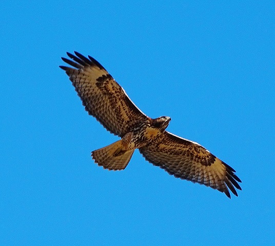 Hawk 1.jpg