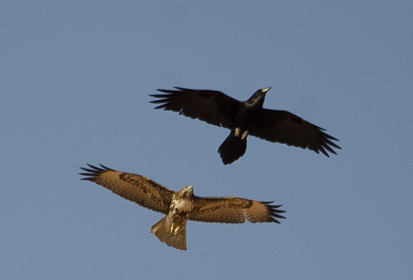 hawk 3.jpg