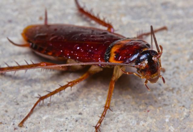 Giant_Cockroach.jpg