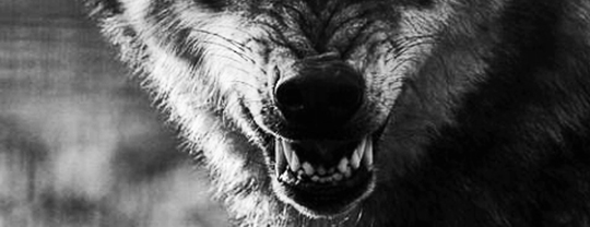 wolfs growl.jpg
