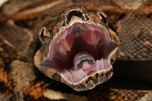 Snake 1.JPG